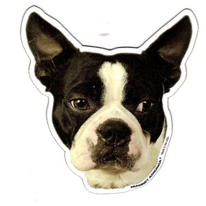 Boston Terrier Magnet