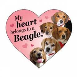 My Heart Belongs To A Beagle - Heart Magnet