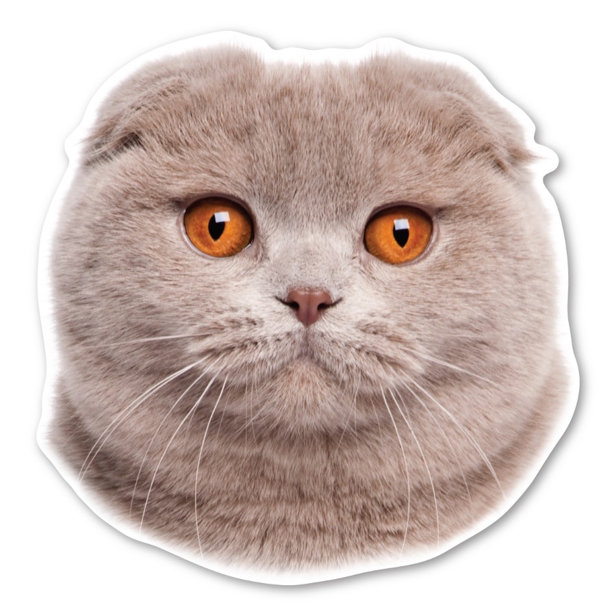 Scottish Fold Cat Head - Magnet at Sticker Shoppe