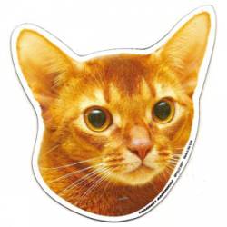 Abyssinian Cat - Magnet