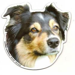 Australian Shepherd - Magnet