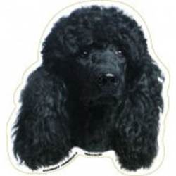 Black Poodle - Magnet