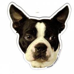 Boston Terrier Dog Head - Magnet