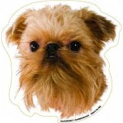 Brussels Griffon - Magnet