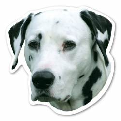 Dalmatian Dog Head - Magnet