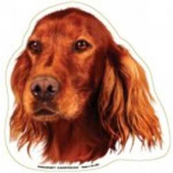 Irish Setter - Magnet