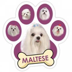 Maltese - Purple Paw Magnet